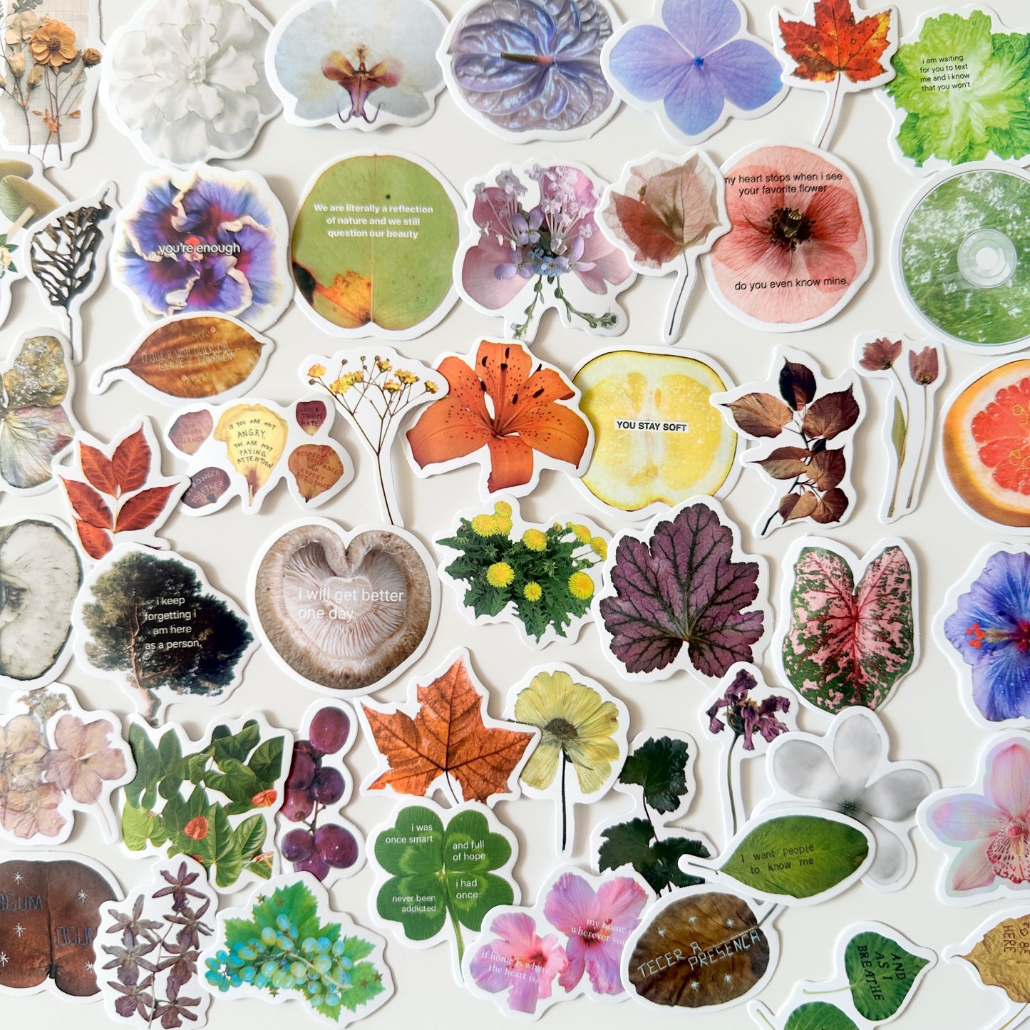 ملصقات مضادة للماء : عينات نباتات